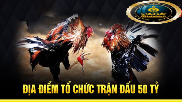 gà 50 tỷ