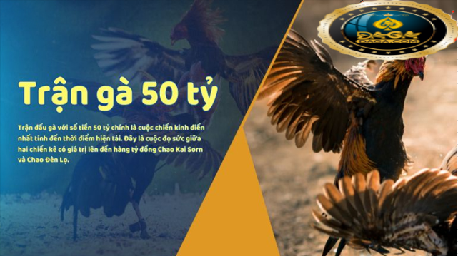 trận gà 50 tỷ