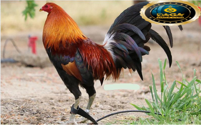 giống gà đá đẹp nhất