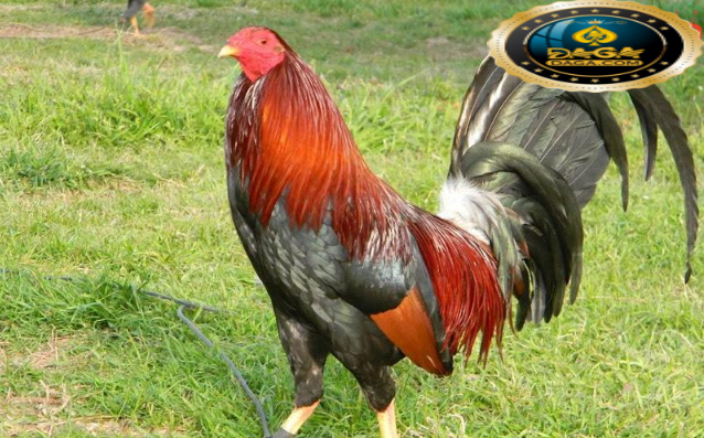 giống gà đá đẹp nhất