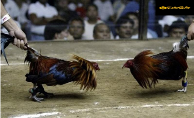 Một trận đá gà Mỹ kéo dài trong 2 hiệp