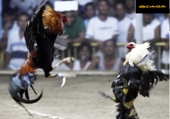 Những trận đá gà Mỹ diễn ra vô cùng căng thẳng