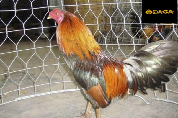 Gà tre đá có bộ lông rất đẹp