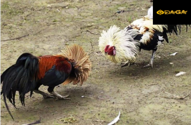 Cần dựa vào những tiêu chuẩn nhất định khi nuôi gà tre đá
