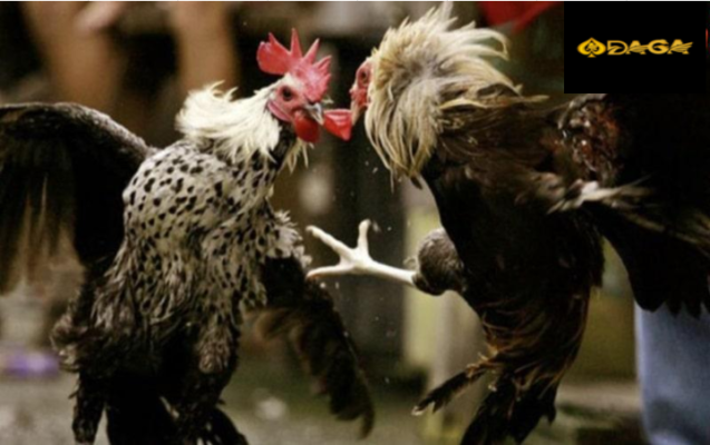 Huấn luyện gà tre cũng có những tuyệt kỹ riêng