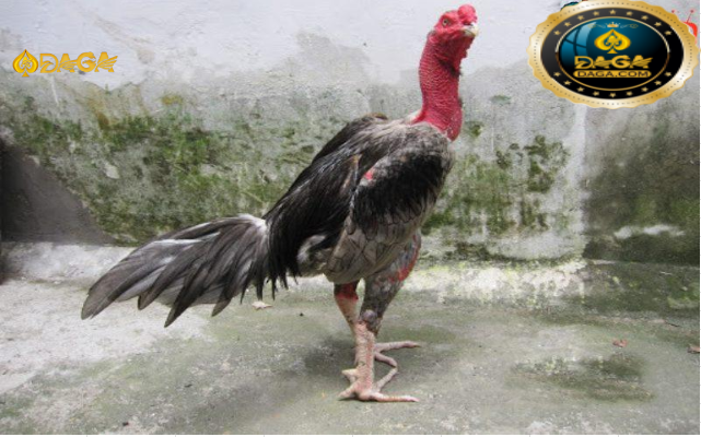 Cách vần gà chọi