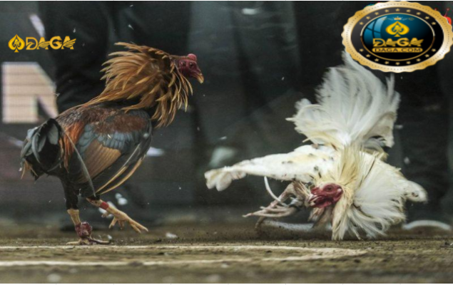 Cách vần gà chọi