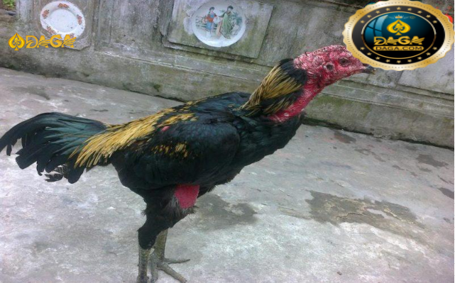 Cách vần gà chọi