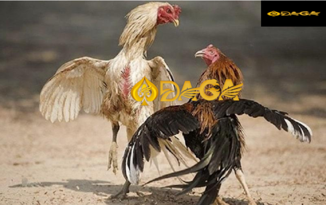 cách nuôi gà đá daga, daga2, daga3, daga4, daga5, daga6, daga7, daga8, daga9