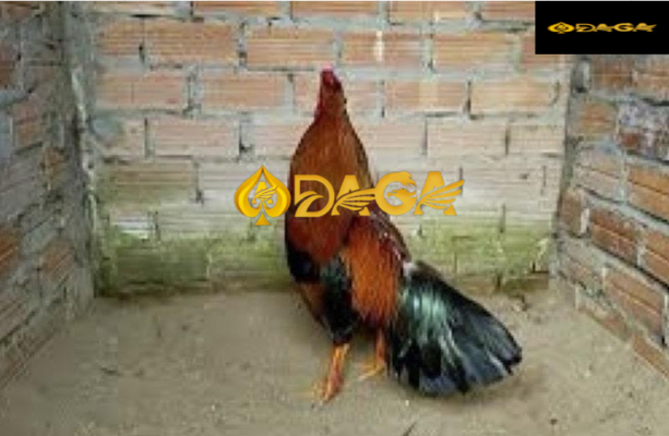 cách nuôi gà đá daga, daga2, daga3, daga4, daga5, daga6, daga7, daga8, daga9