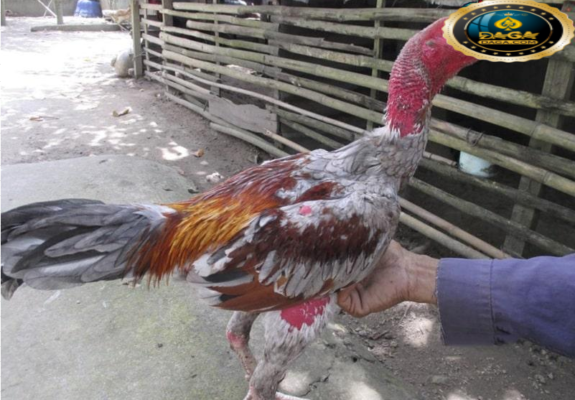 cách xem tướng gà chọi daga, daga2, daga3, daga4, daga5, daga6, daga7, daga8, daga9