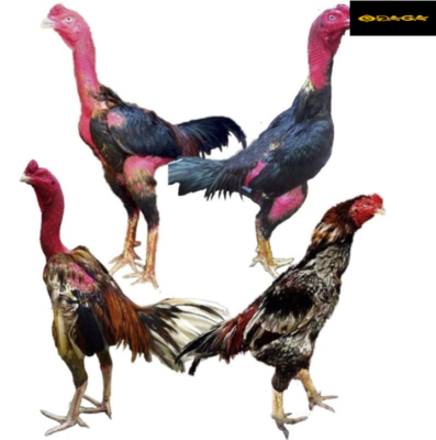 cách xem tướng gà chọi daga, daga2, daga3, daga4, daga5, daga6, daga7, daga8, daga9