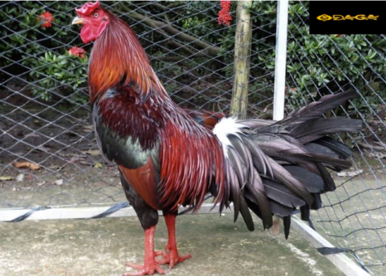 cách xem tướng gà chọi daga, daga2, daga3, daga4, daga5, daga6, daga7, daga8, daga9