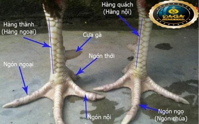 xem chân gà đá cựa sắt daga, daga1, daga2, daga3, daga4, daga5, daga6, đaga7, daga8, daga9