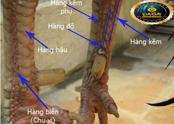 xem chân gà đá cựa sắt daga, daga1, daga2, daga3, daga4, daga5, daga6, đaga7, daga8, daga9