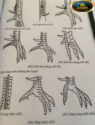 xem chân gà đá cựa sắt daga, daga1, daga2, daga3, daga4, daga5, daga6, đaga7, daga8, daga9