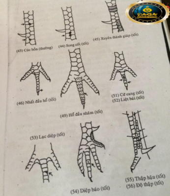 xem chân gà đá cựa sắt daga, daga1, daga2, daga3, daga4, daga5, daga6, đaga7, daga8, daga9