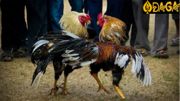 cách chọn gà đá cựa sắt