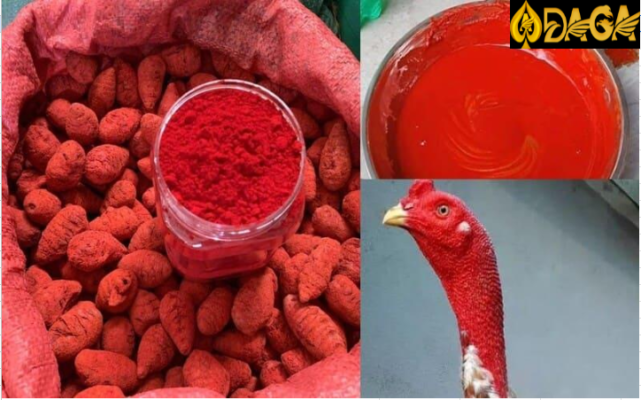 Cách làm da gà chọi dày bằng nguyên liệu tự nhiên tại nhà