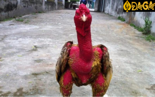 Bí quyết làm da gà chọi đỏ, dày, mịn