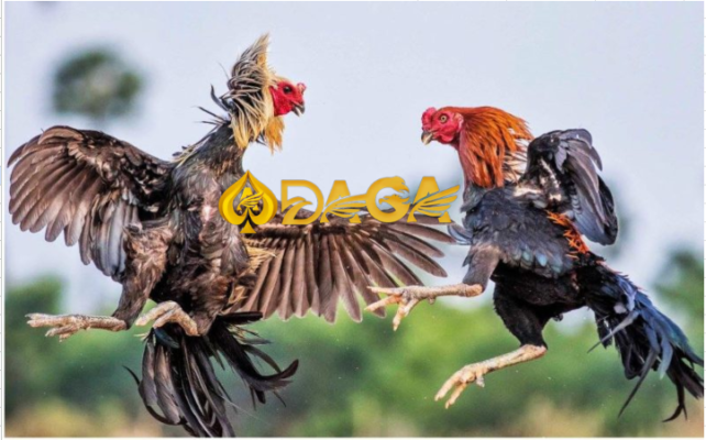 cách nuôi gà đá cựa sắt