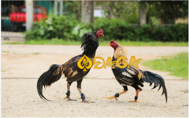 Cách siết cơ cho gà đá cựa sắt