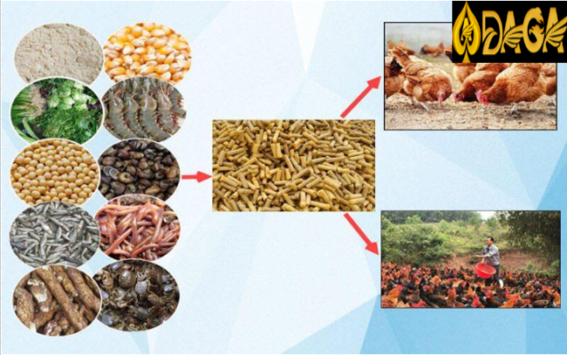 Cách chọn thức ăn cho gà chọi