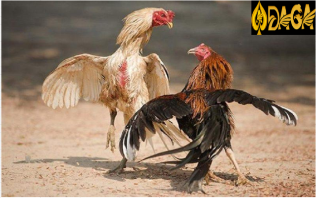 Cách chăm sóc cho gà nhanh biết đá hơn
