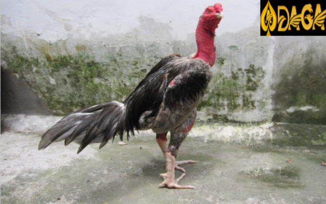 Thuật ngữ cần biết trước khi vào áp dụng cách vần gà chọi chiến