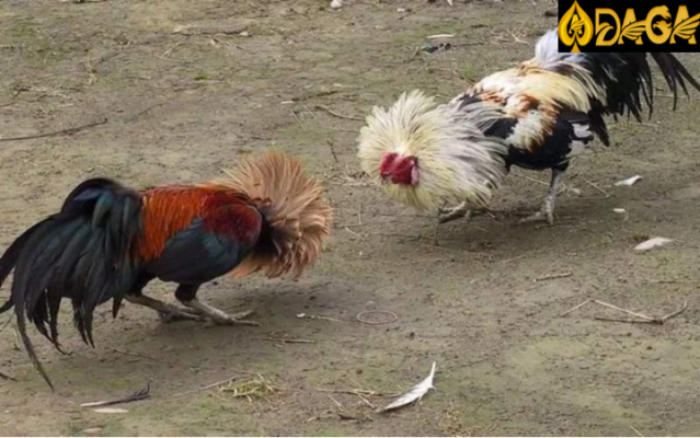 Xem ngày đá gà dựa theo mùa