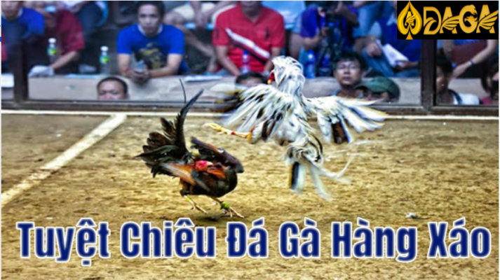 Kinh nghiệm chơi gà đá hàng xáo hay nhất