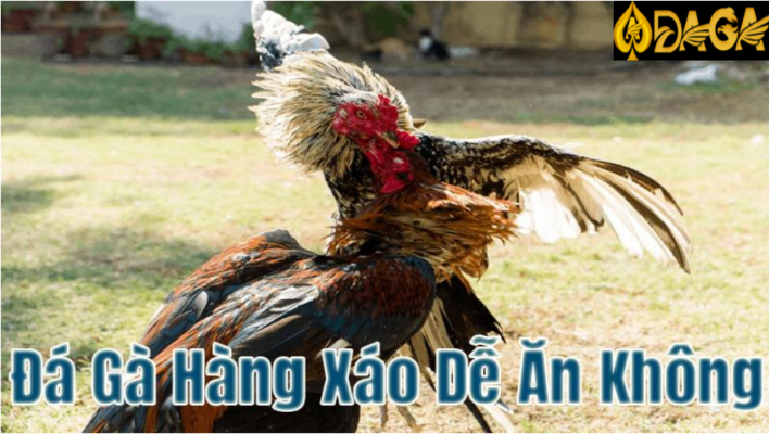 Cần có kỹ năng gì khi chơi gà đá hàng xáo