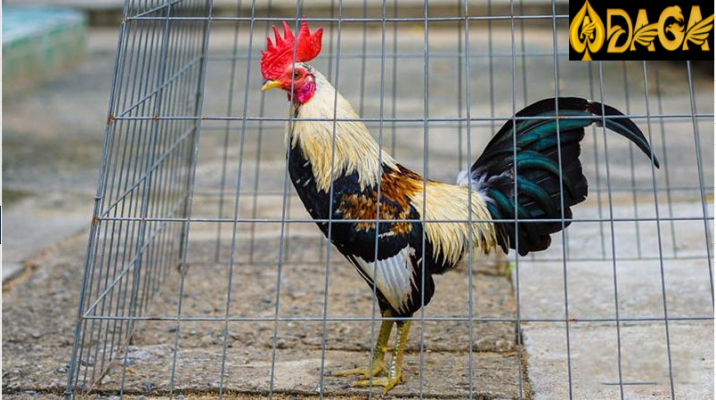 Đặc điểm và ngoại hình gà chọi tre