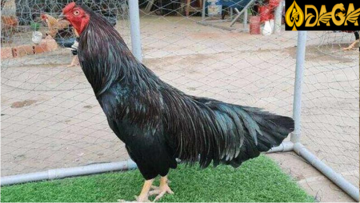 Giới thiệu đôi nét về đá gà xanh trích