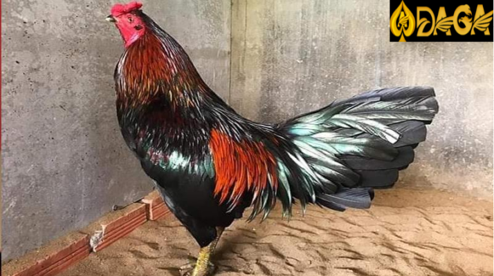 Đặc điểm chung của đá gà xanh trích là gì?