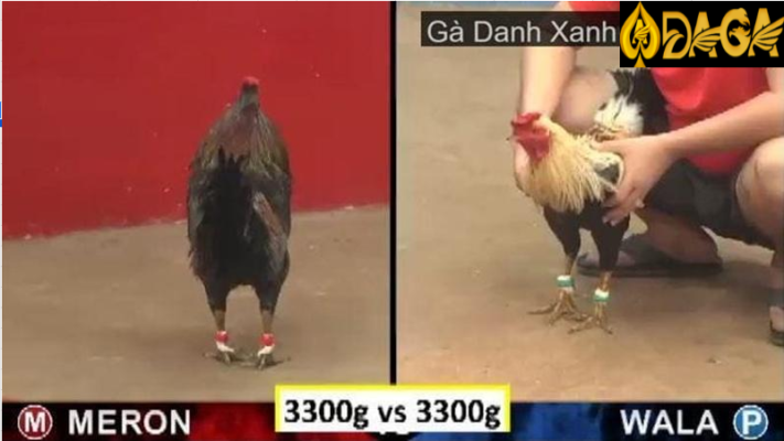 Kinh nghiệm chăm sóc gà xanh mồng trích