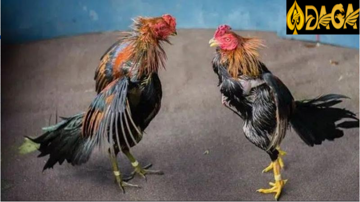 Đánh giá khách quan về dòng gà chọi sinh thế