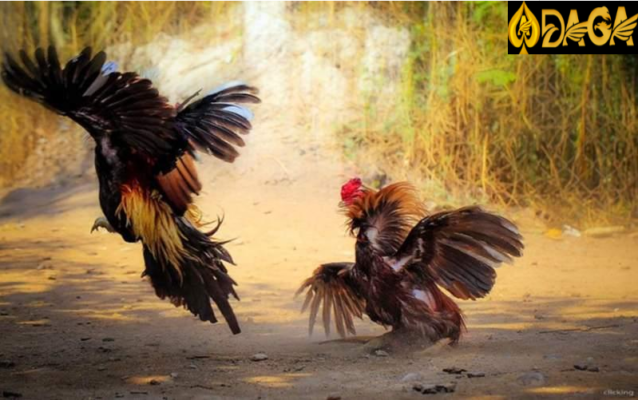 Thế nào là đòn đánh của gà chọi?
