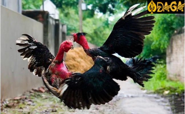 Kinh nghiệm huấn luyện đòn đánh của gà chọi hiệu quả