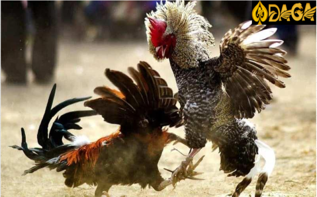 Hiểu về lối đá của gà chọi là gì