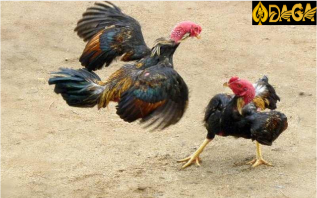 Lối đá gà chọi: Đá tự sinh thế