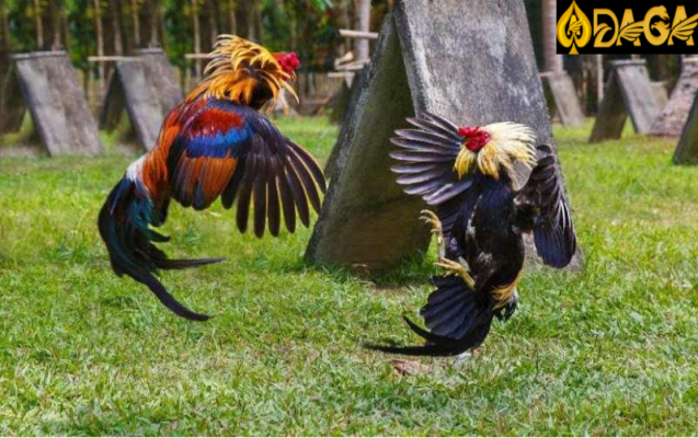 TOP những lối đá hay của gà chọi hiện nay