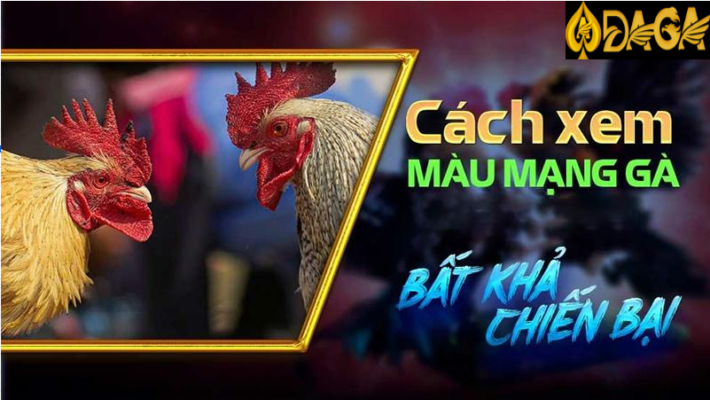 Hôm nay đá gà màu gì ngon – dựa theo khung giờ
