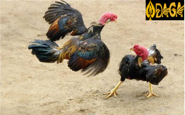 Những cách xem nay đá gà màu gì hiệu quả nhất hiện nay