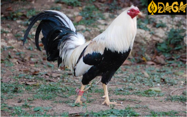 Gà mỹ Kelso – Top giống gà đá hay nhất hiện nay