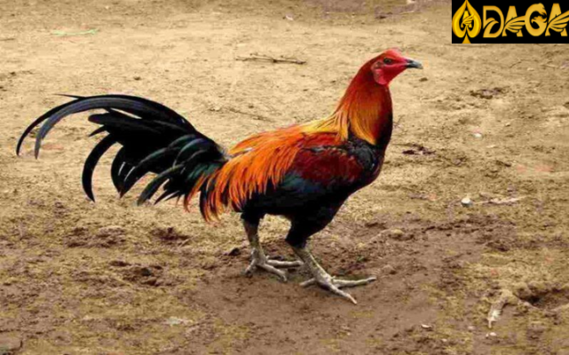 Gà chọi Peru – giống gà đá ấn tượng