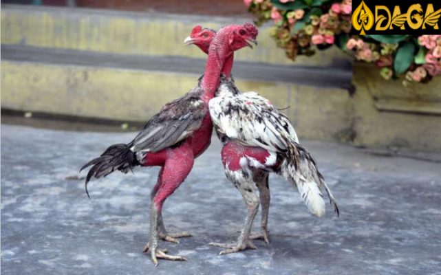 Xem chân và vảy gà chọi để làm gì?