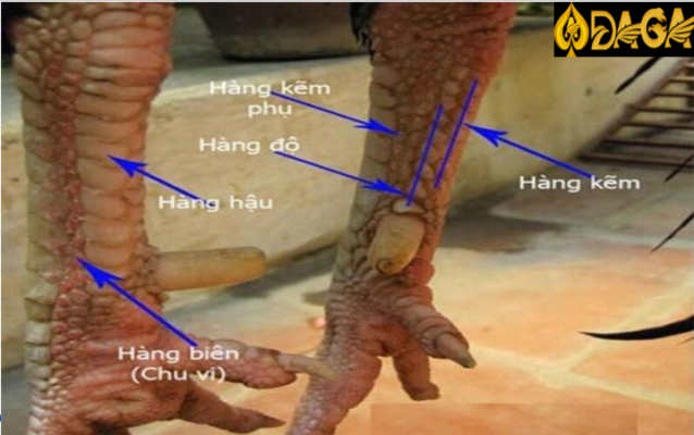 Tổng hợp những dáng chân gà chọi tốt để đem đi đá