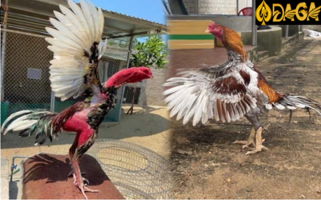Cách xem chân và vảy gà chọi – Tướng vảy gà chọi tốt, nhận biết thần kê
