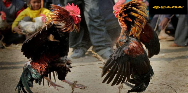 Tại sao phương pháp đánh đầu cựa gà chọi được ưa chuộng?